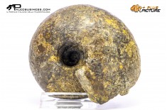Ammonite Vascoceras sp.