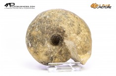 Ammonite Vascoceras sp.