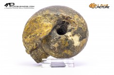 Ammonite Vascoceras sp.