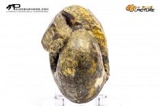 Ammonite Vascoceras sp.