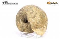 Ammonite Vascoceras sp.