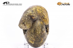 Ammonite Vascoceras sp.