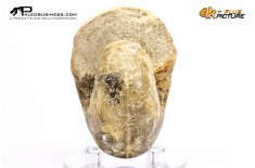 Ammonite Vascoceras sp.