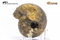 Ammonite Vascoceras sp.