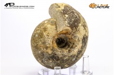 Ammonite Vascoceras sp.
