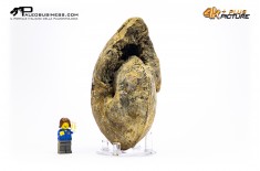 Ammonite Methatissotia sp.