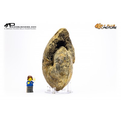Ammonite Methatissotia sp.