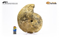 Ammonite Methatissotia sp.