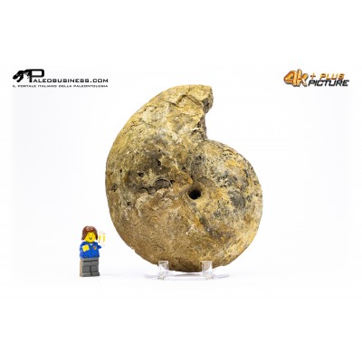 Ammonite Methatissotia sp.