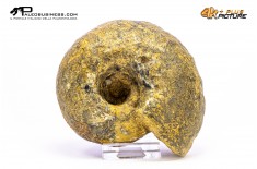 Ammonite Vascoceras sp.
