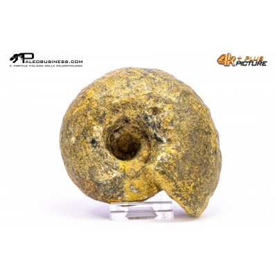 Ammonite Vascoceras sp.