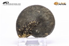 Phylloceras sp.