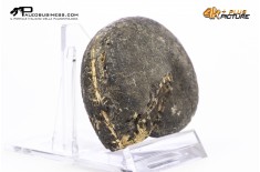 Ammonite Phylloceras sp.