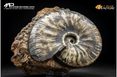 Ammonite Proptychites arthaberi