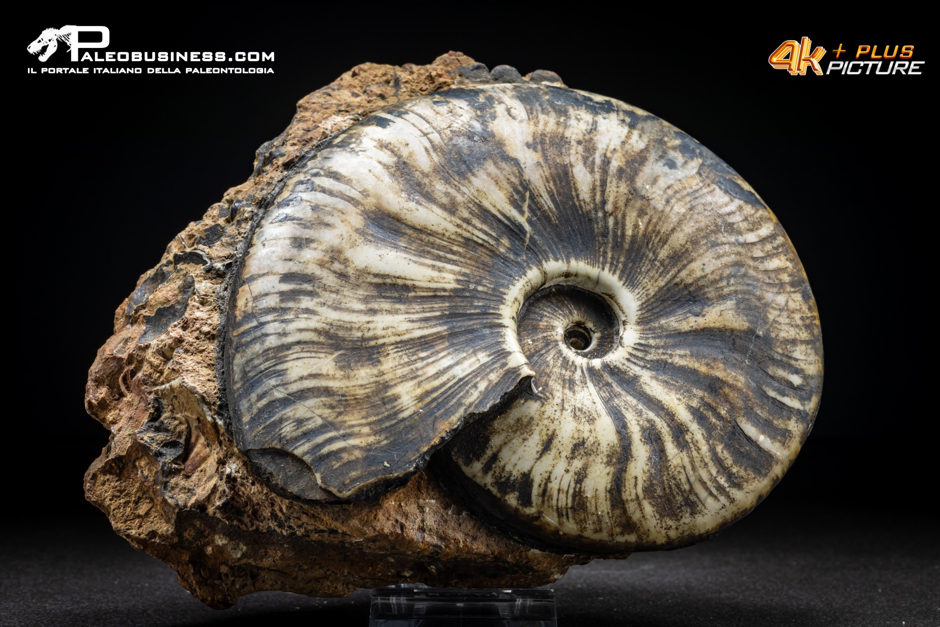 Ammonite Proptychites arthaberi