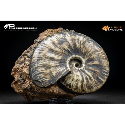 Ammonite Proptychites arthaberi