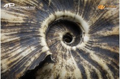 Ammonite Proptychites arthaberi
