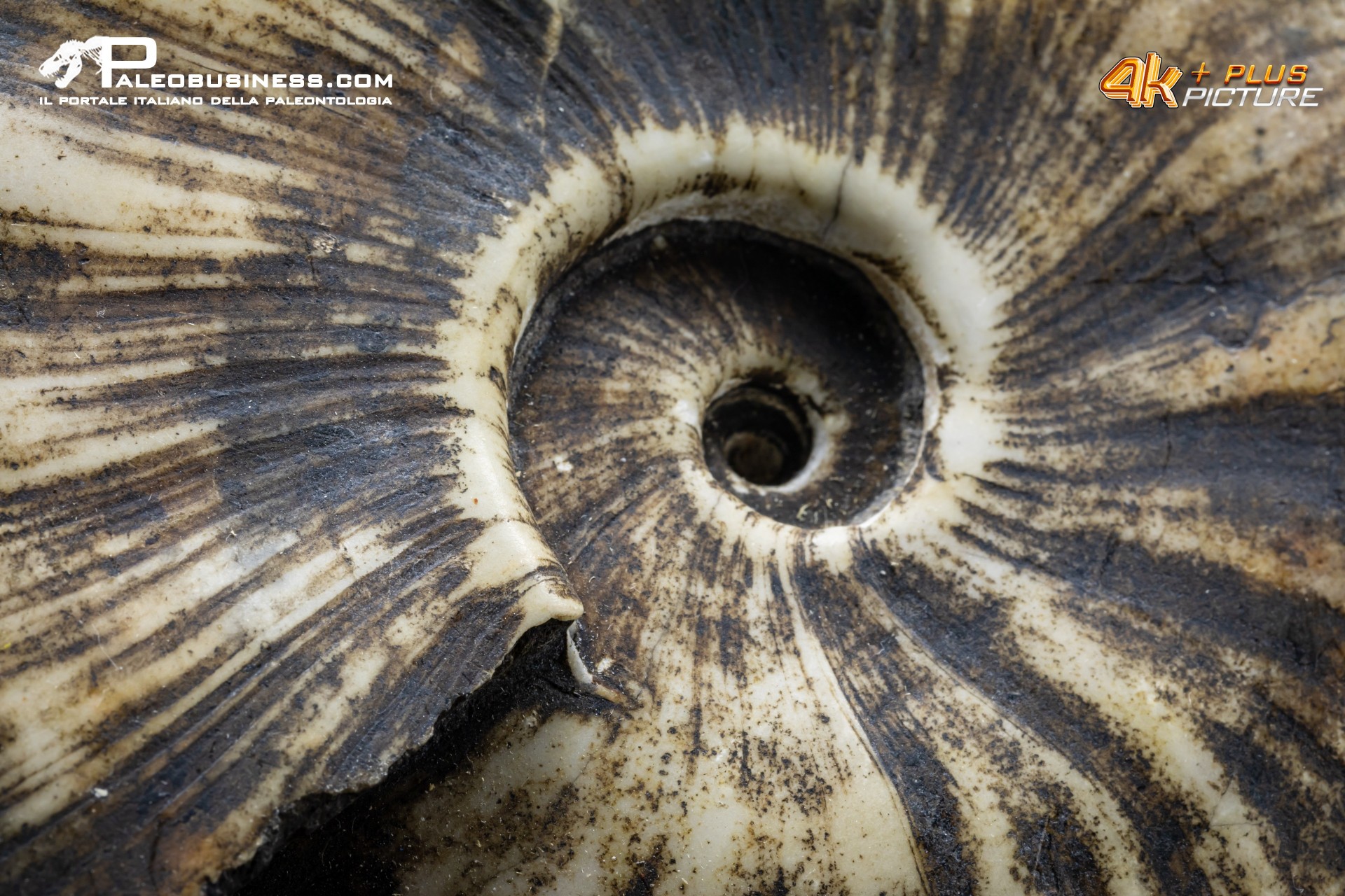 Ammonite Proptychites arthaberi