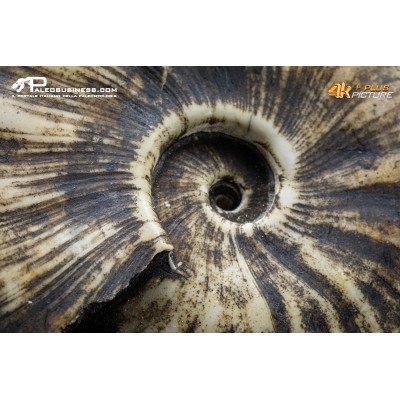 Ammonite Proptychites arthaberi