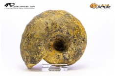 Ammonite Vascoceras sp.