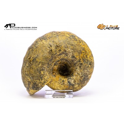 Ammonite Vascoceras sp.