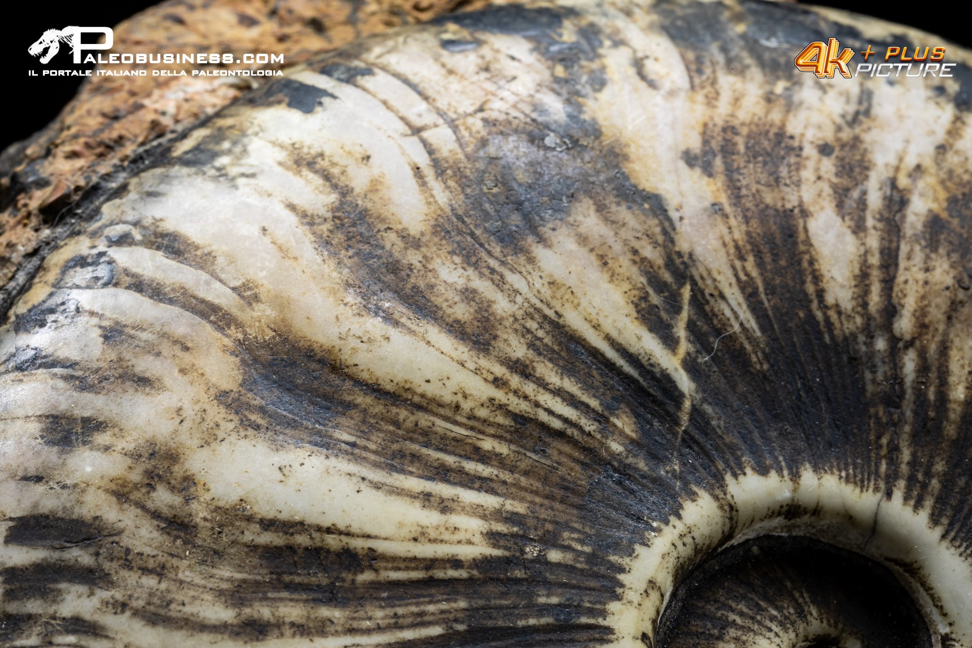 Ammonite Proptychites arthaberi