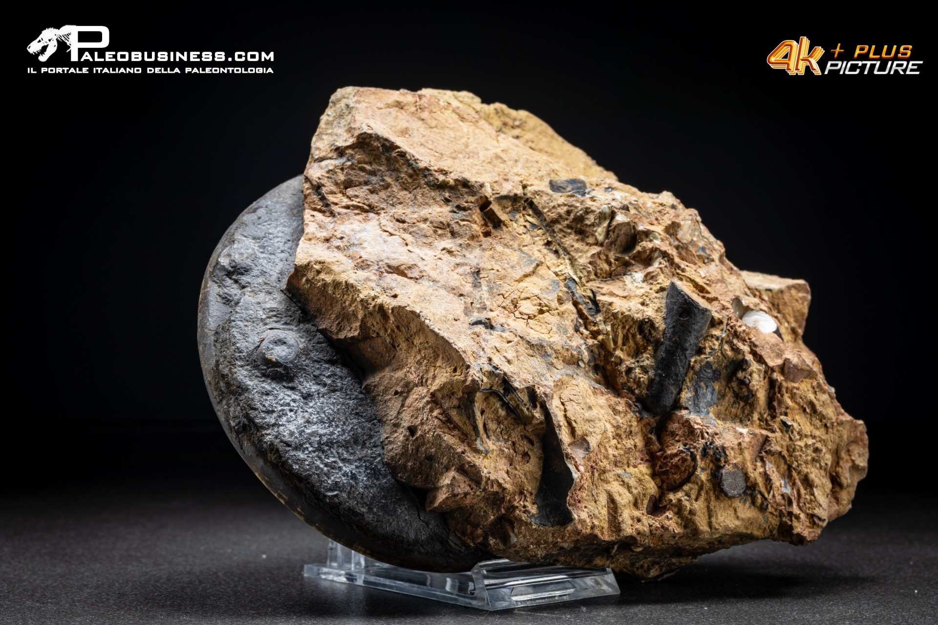 Ammonite Proptychites arthaberi