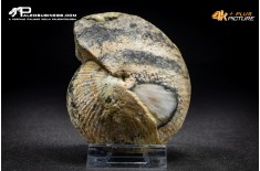 Ammonite Halorites macer