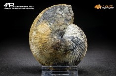 Ammonite Halorites macer