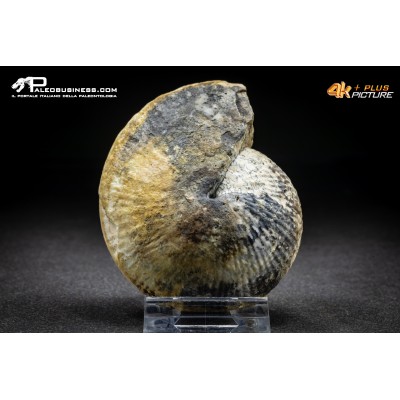 Ammonite Halorites macer