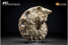 Ammonite Mammites nodosoides