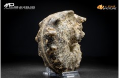 Ammonite Mammites nodosoides
