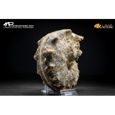 Ammonite Mammites nodosoides