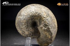 Ammonite Labirinthoceras sp.