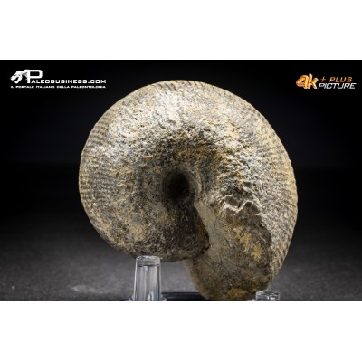 Ammonite Labirinthoceras sp.