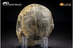 Ammonite Labirinthoceras sp.