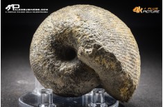 Ammonite Labirinthoceras sp.