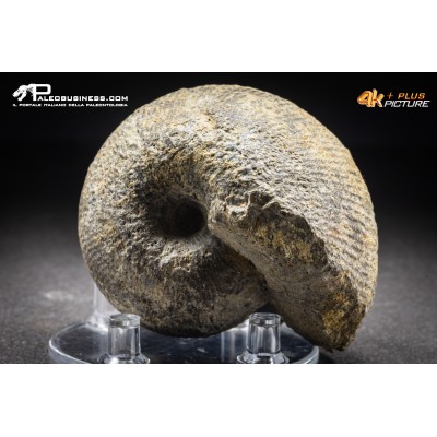 Ammonite Labirinthoceras sp.