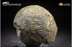 Ammonite Labirinthoceras sp.