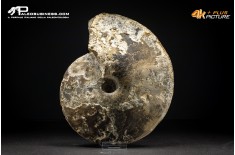 Ammonite Choffaticeras sp.