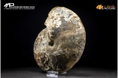 Ammonite Choffaticeras sp.