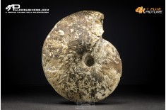 Ammonite Choffaticeras sp.
