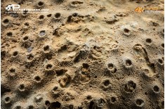 Corallo fossile Hexagonaria