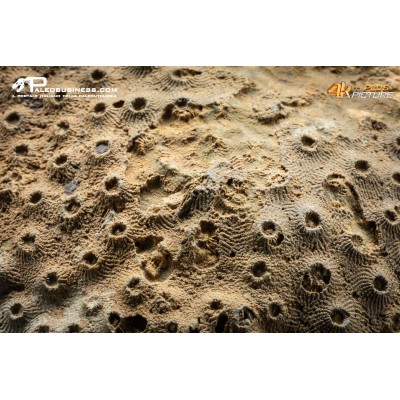 Corallo fossile Hexagonaria