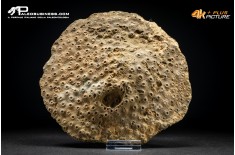 Corallo fossile Hexagonaria