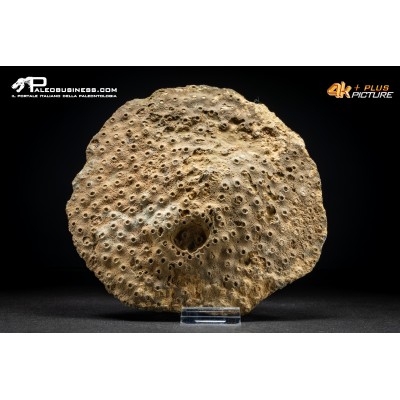 Corallo fossile Hexagonaria