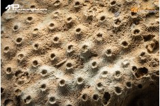 Corallo fossile Hexagonaria