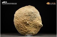 Corallo fossile Hexagonaria