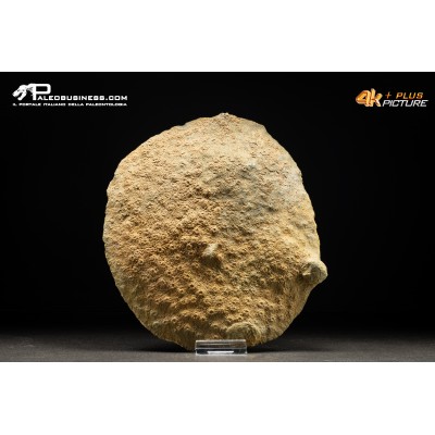 Corallo fossile Hexagonaria