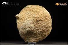 Corallo fossile Hexagonaria